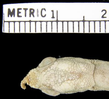 Media type: image; Herpetology R-5988